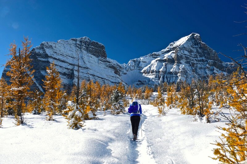 snowshoe